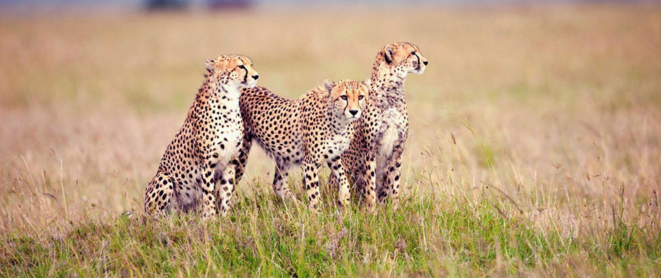 3 Days Tanzania Safari – Serengeti, Ngorongoro & Manyara