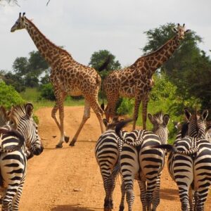 2-Day Mikumi Safari | Budget Trip from Dar es Salaam