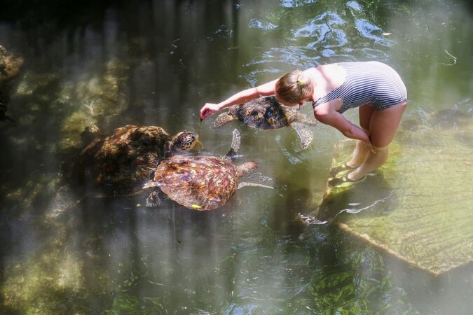 Swim with Turtles Zanzibar Tour