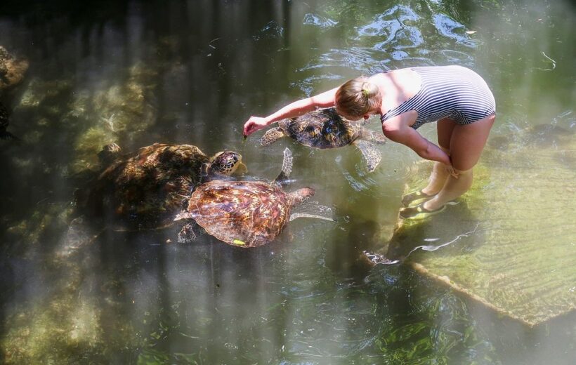 Zanzibar: Swim with Turtles Tour