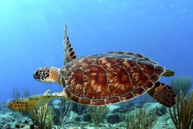 Swim with Turtles Tour Zanzibar