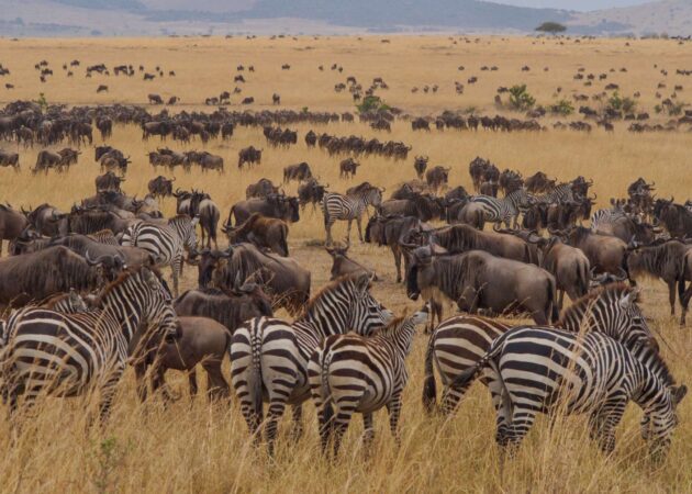 14-Day Tanzania Safari and Zanzibar Beach Holiday