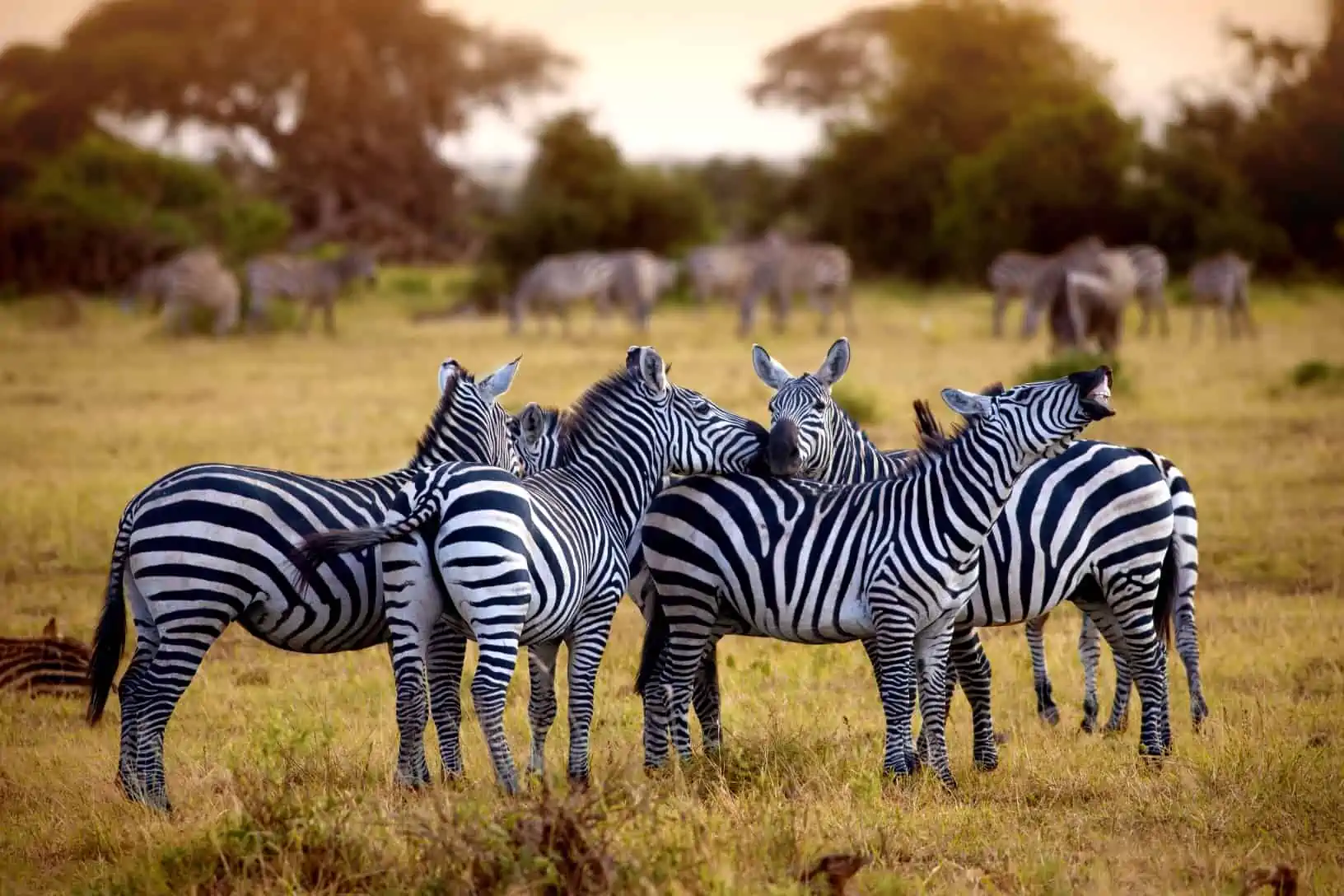 4-Day Affordable Tanzania Safari with Mid-Range Lodges