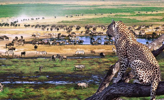 3 Days Tanzania Safari – Serengeti, Ngorongoro & Manyara